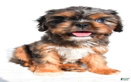 Cavapoo dogs for sale: Daisy - Image 1