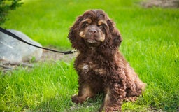 Cocker Spaniel dogs for sale: Dane - Image 3