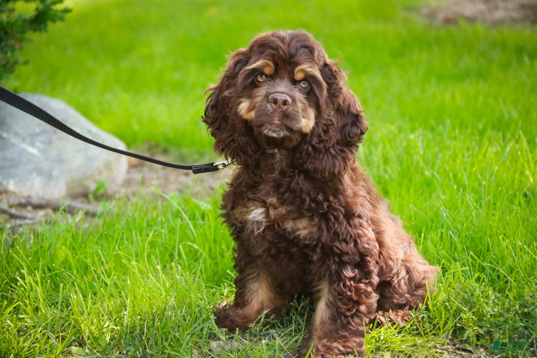 Cocker Spaniel dogs for sale: Dane - Image 3