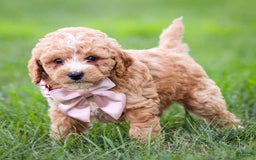 Goldendoodle dogs for sale: Ocean - Image 10