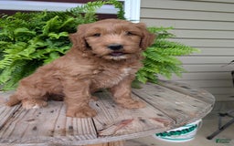 Goldendoodle dogs for sale: Cash - Image 16