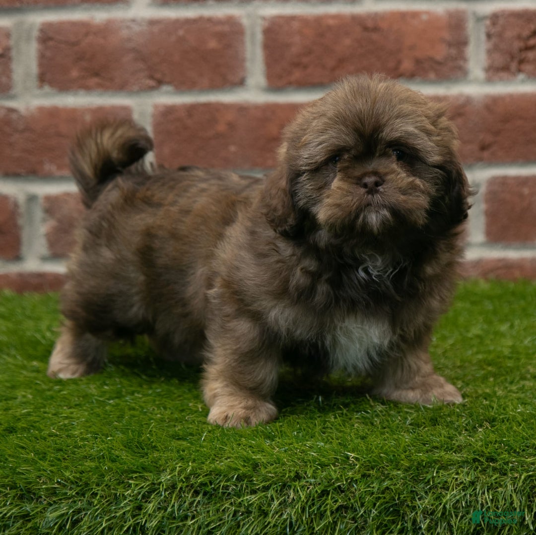 Shih Tzu dogs for sale: Katie - Image 1