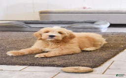 Goldendoodle dogs for sale: Goldendoodle 6 puppies - Image 3