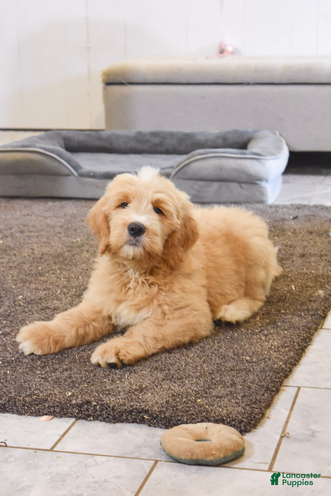 Goldendoodle dogs for sale: Goldendoodle 6 puppies - Image 3