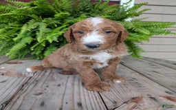 Goldendoodle dogs for sale: Blake - Image 2