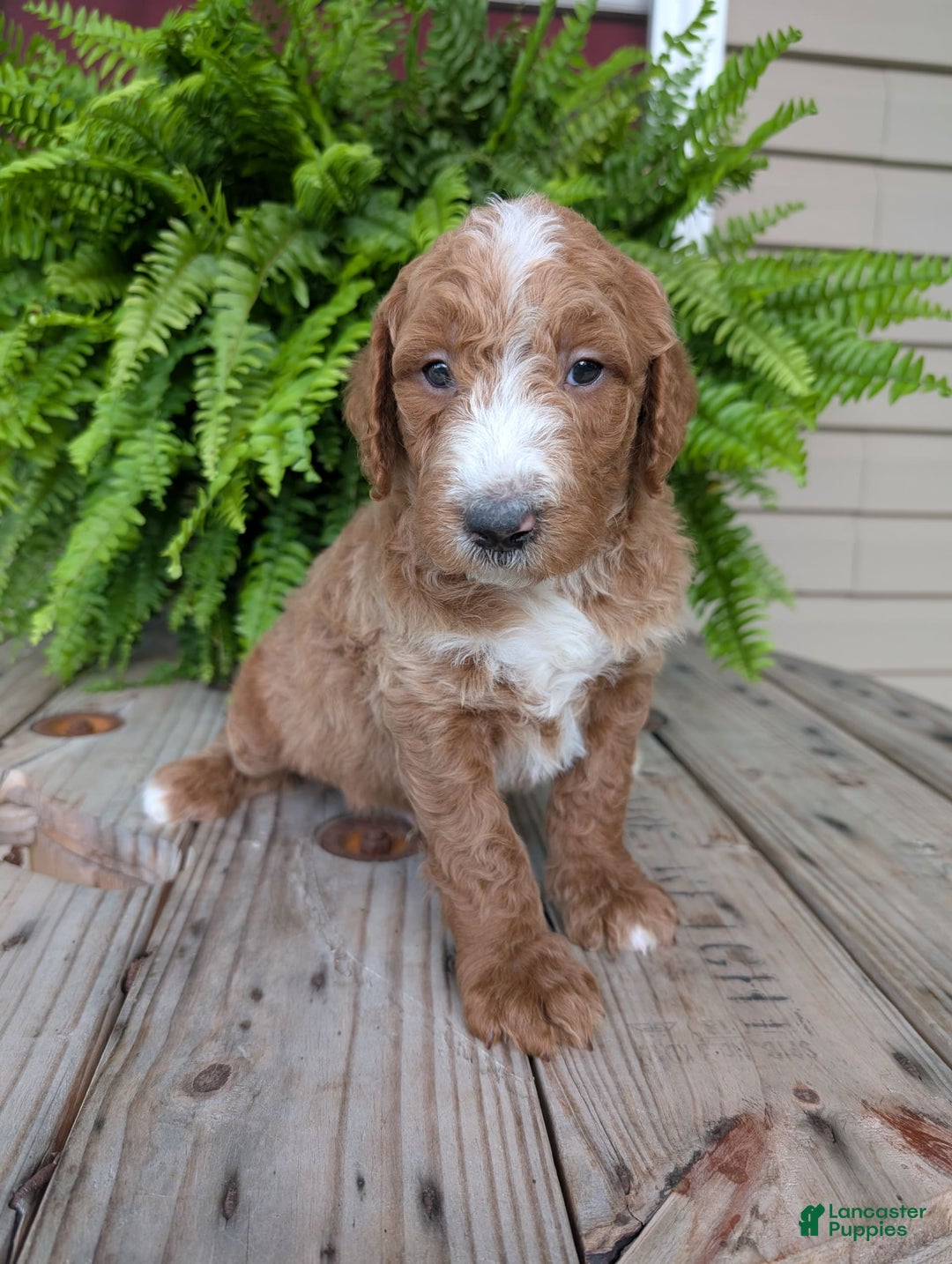 Goldendoodle dogs for sale: Blake - Image 2