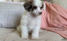 Standard Poodle dogs for sale: Addy Chocolate Tri Merle Parti - Image 4