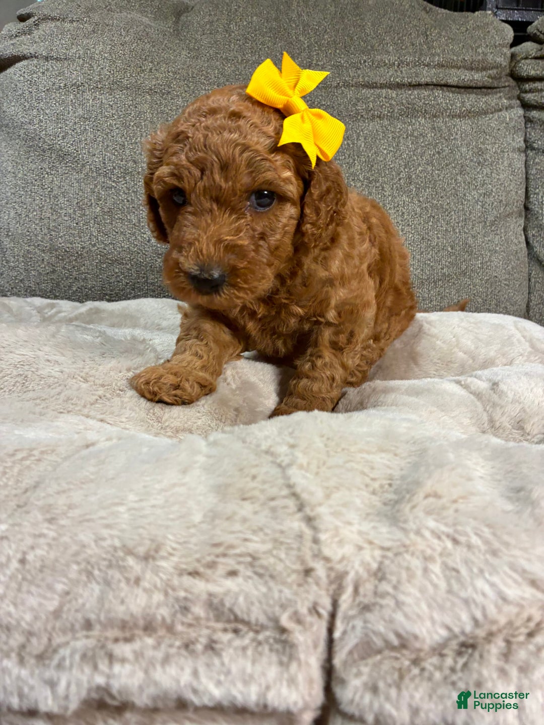 Mini Goldendoodle dogs for sale: Marigold - Image 1