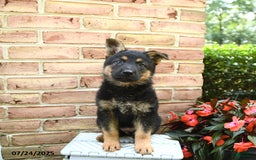 German Shepherd dogs for sale: Meadow - Image 4