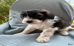 Teddy Bear dogs for sale: Evan - Image 14