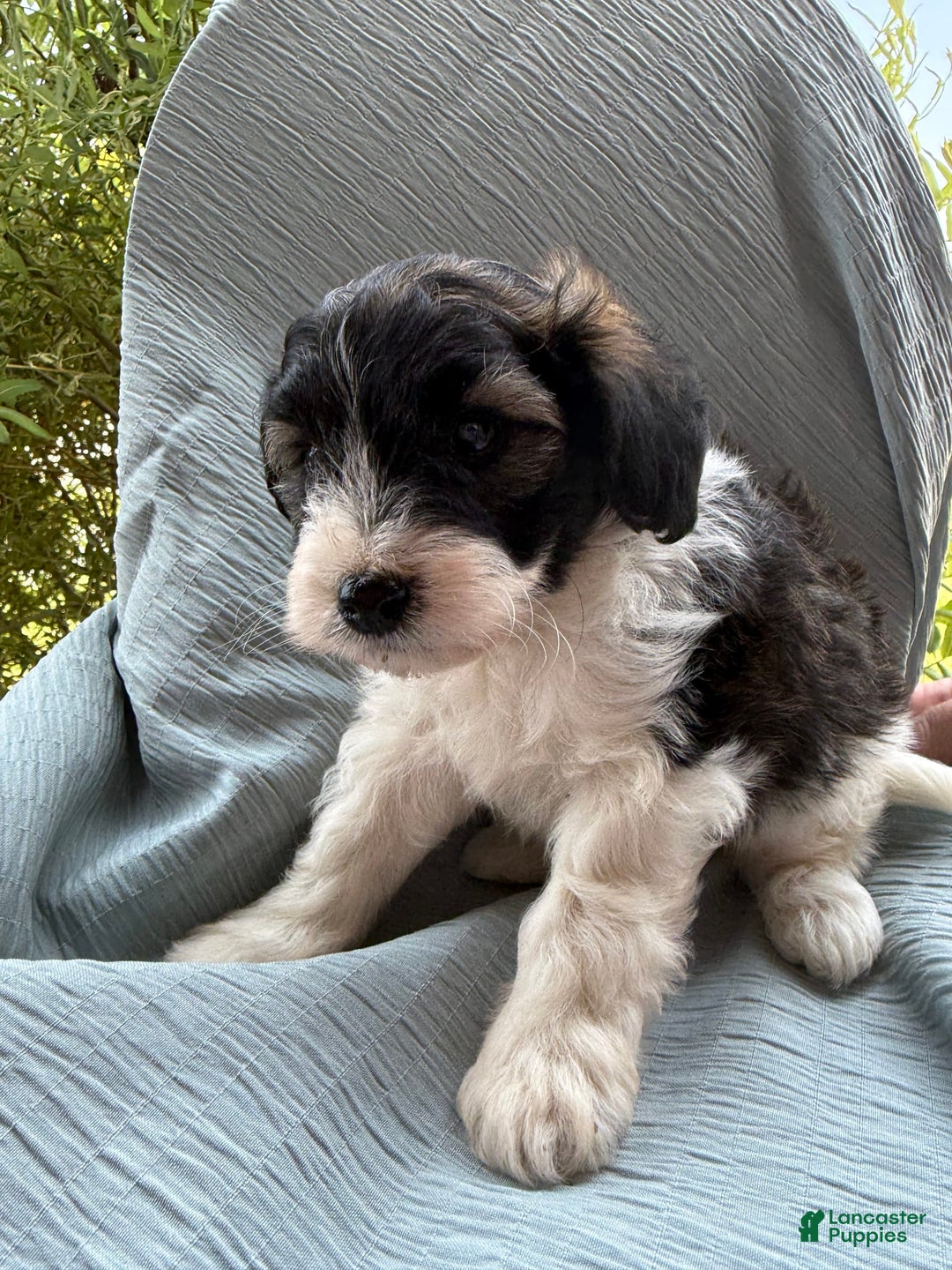 Teddy Bear dogs for sale: Evan - Image 14
