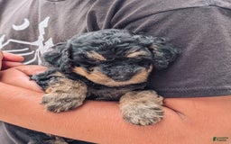 Miniature Poodle dogs for sale: Shadow - Image 4