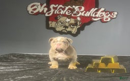 English Bulldog dogs for sale: Boom - Image 7
