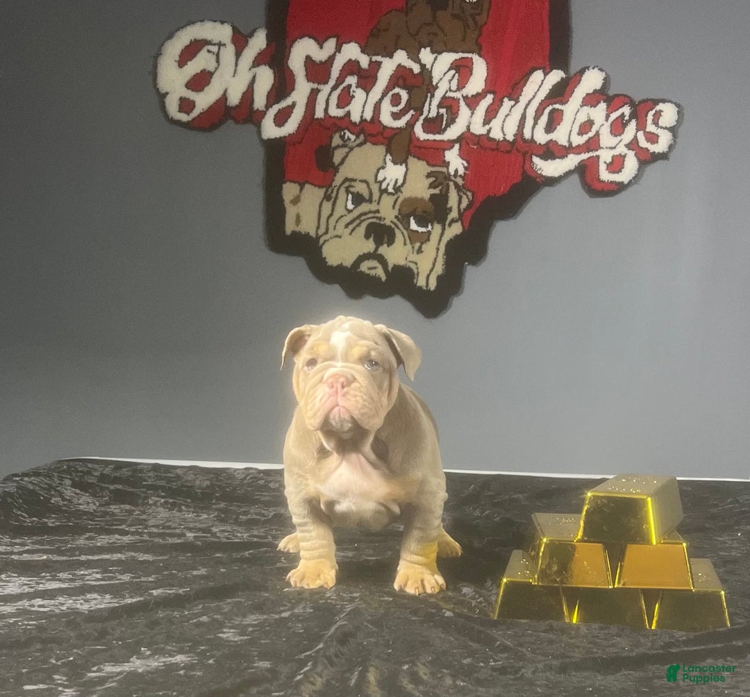 English Bulldog dogs for sale: Boom - Image 7