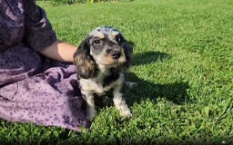 Cavapoo dogs for sale: Brittany - Image 1
