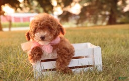 Toy Poodle dogs for sale: Skittles - Image 8