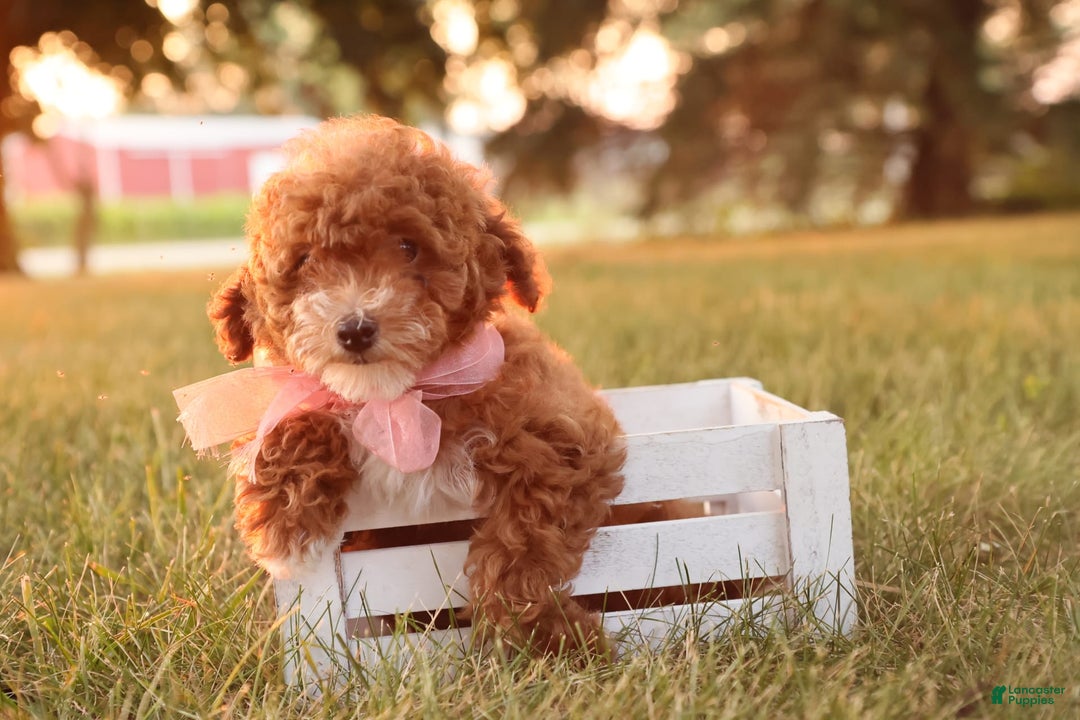 Toy Poodle dogs for sale: Skittles - Image 8
