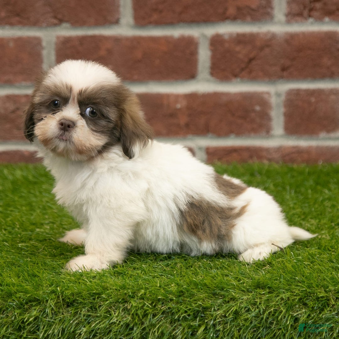 Shih Tzu dogs for sale: Goldie - Image 12
