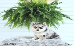 Pomsky dogs for sale: Bailey - Image 4