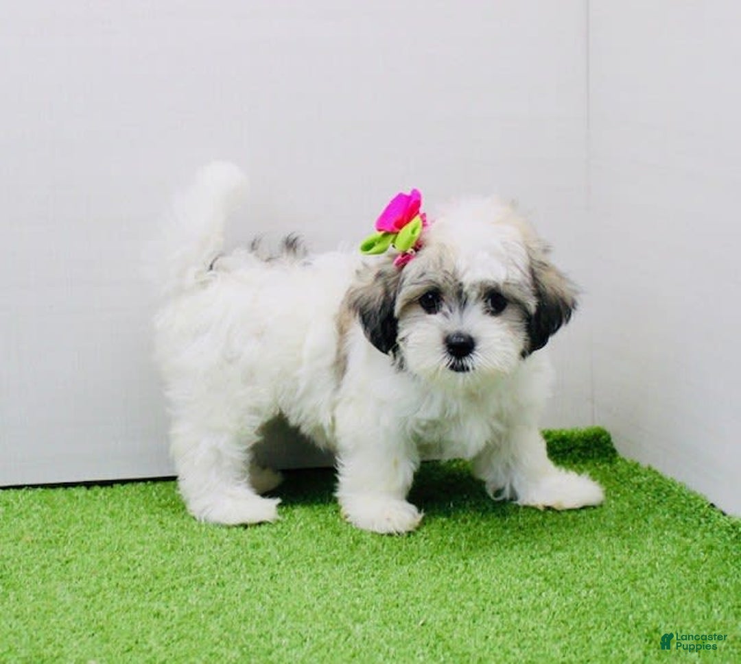 Malshi dogs for sale: Fawn - Image 8