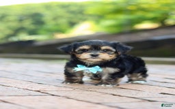 Morkie dogs for sale: Paul - Image 7
