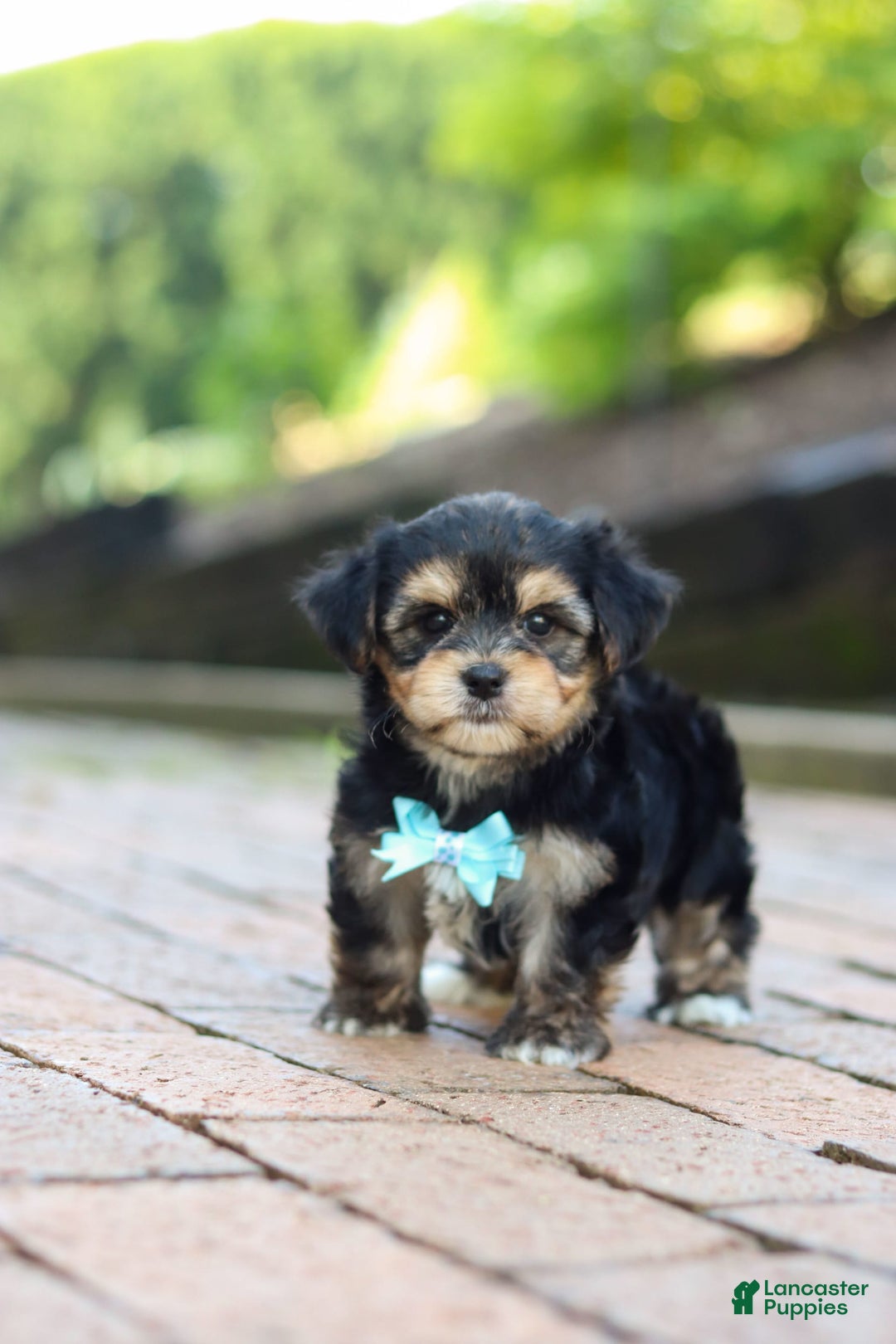 Morkie dogs for sale: Paul - Image 7