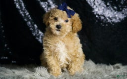Maltipoo dogs for sale: Captain - Image 5