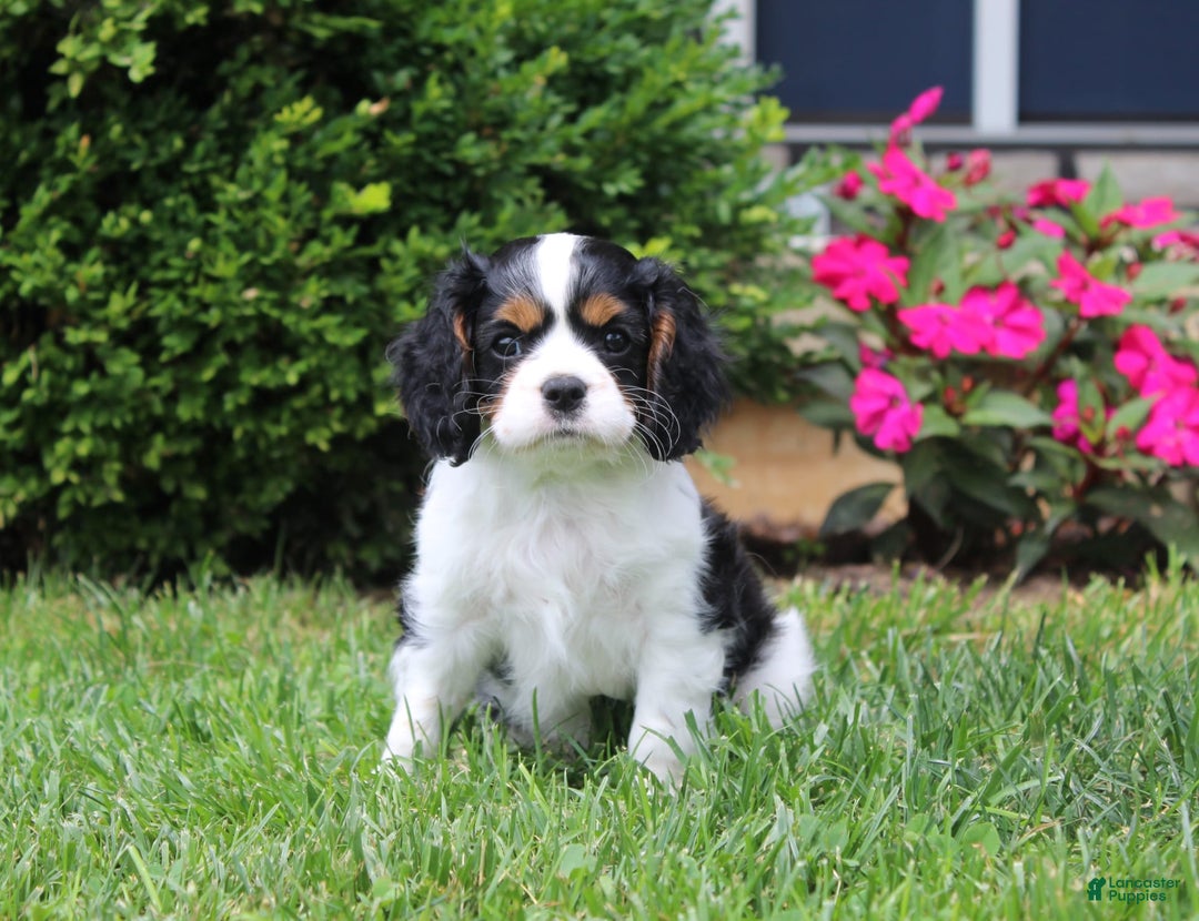 Cavalier King Charles Spaniel dogs for sale: Amigo - Image 12