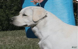 Labrador Retriever dogs for sale: Misty - Image 8