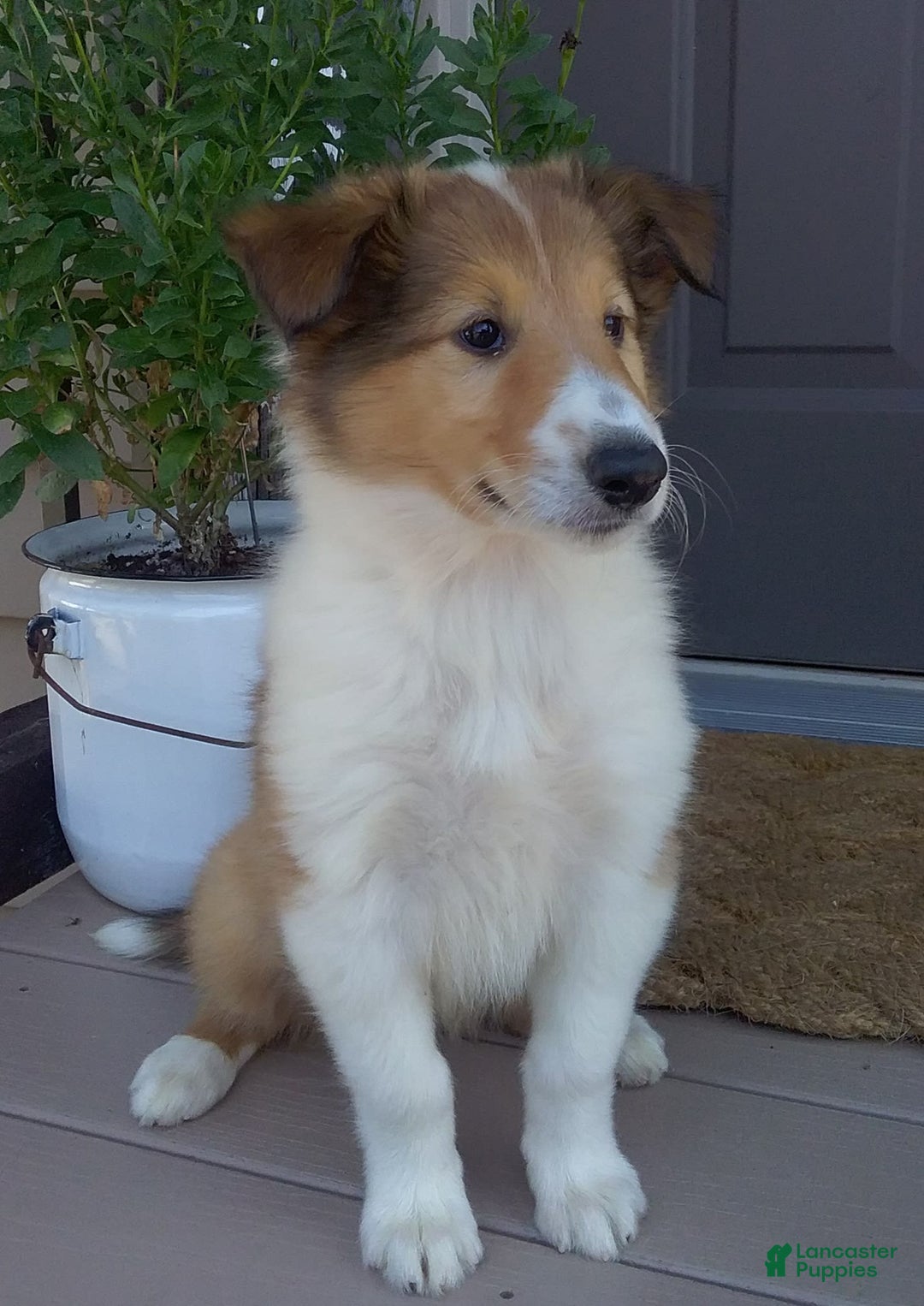 Collie dogs for sale: Bridget - Image 10