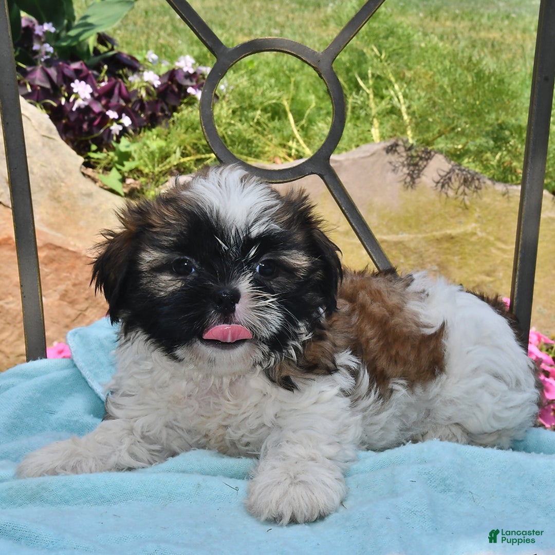Shih Tzu dogs for sale: Nellie - Image 3