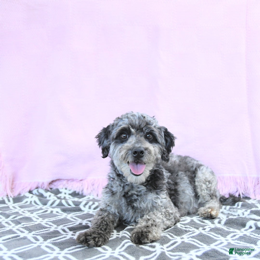 Mini Goldendoodle dogs for sale: Karter - Image 11
