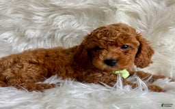 Cavapoo dogs for sale: River - Image 3