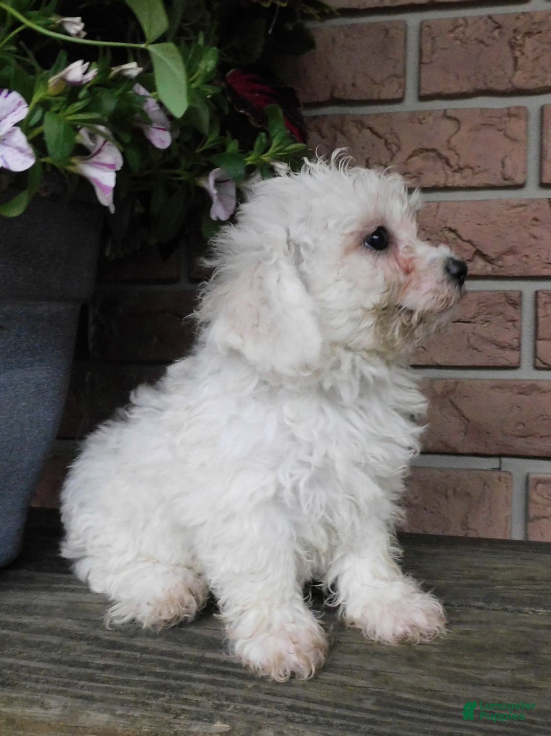 Bichon Frise dogs for sale: Addie - Image 3