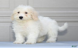 Maltipoo dogs for sale: Callie - Image 2