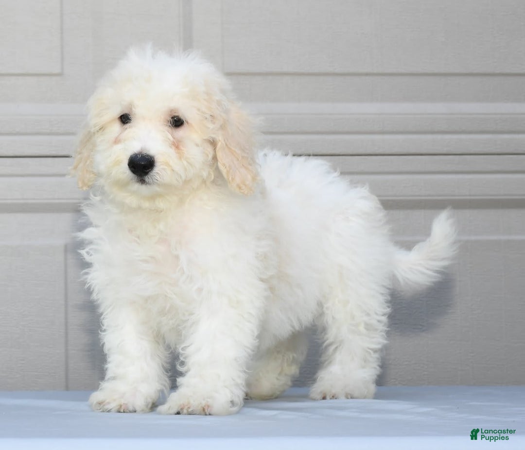 Maltipoo dogs for sale: Callie - Image 2