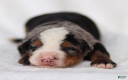Mini Bernedoodle dogs for sale: Maverick - Image 8