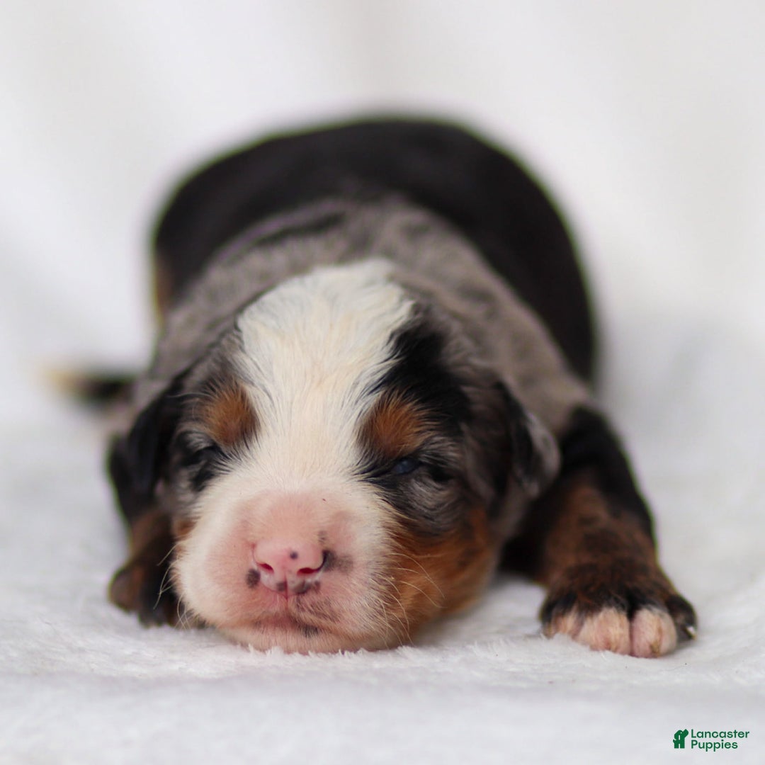 Mini Bernedoodle dogs for sale: Maverick - Image 8