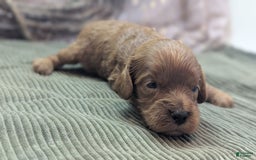 Cavapoo dogs for sale: Hermes - Image 12