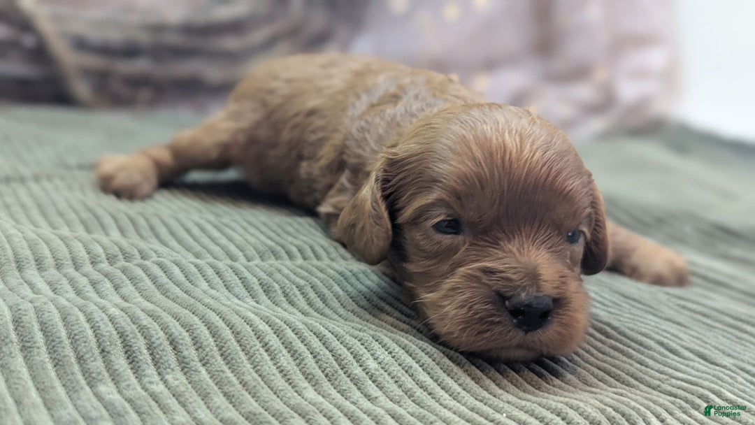Cavapoo dogs for sale: Hermes - Image 12