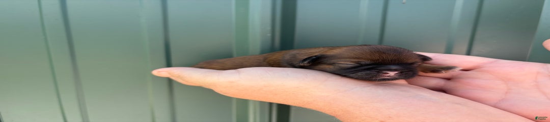 Aero