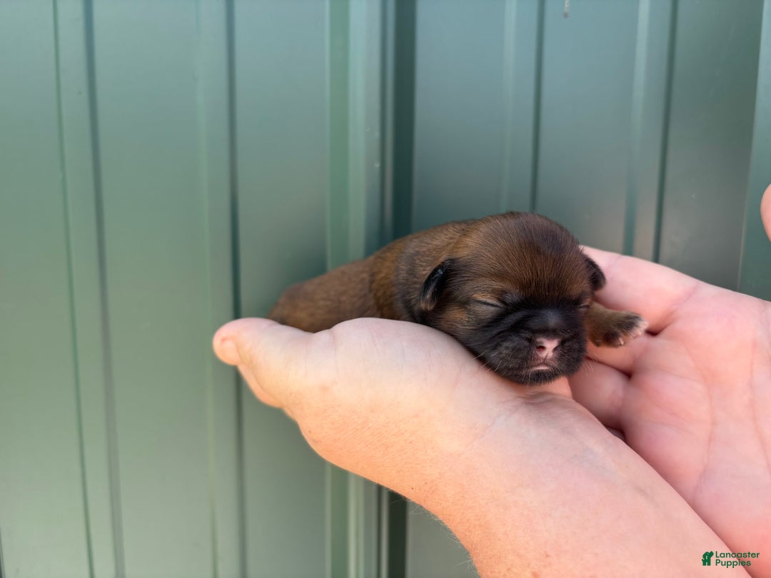 Shih Tzu dogs for sale: Aero - Image 3