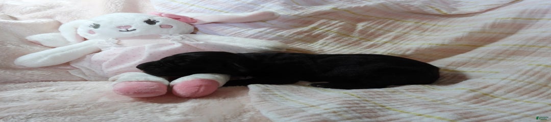 Onyx