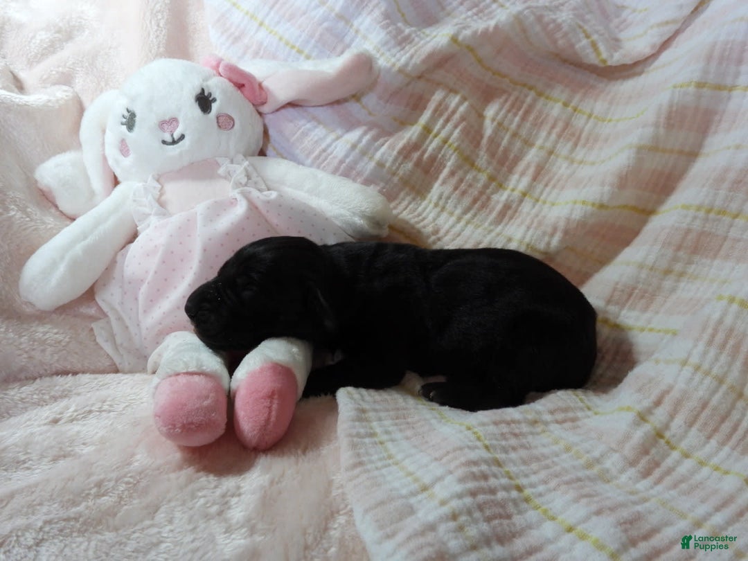 Great Dane dogs for sale: Onyx - Image 1
