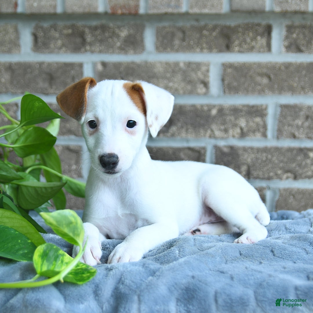 Jack Russell Terrier dogs for sale: Reese - Image 1
