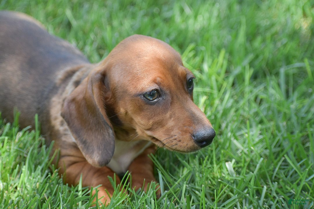 Dachshund dogs for sale: Wrenna - Image 7