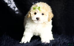 Maltipoo dogs for sale: Habibi - Image 4