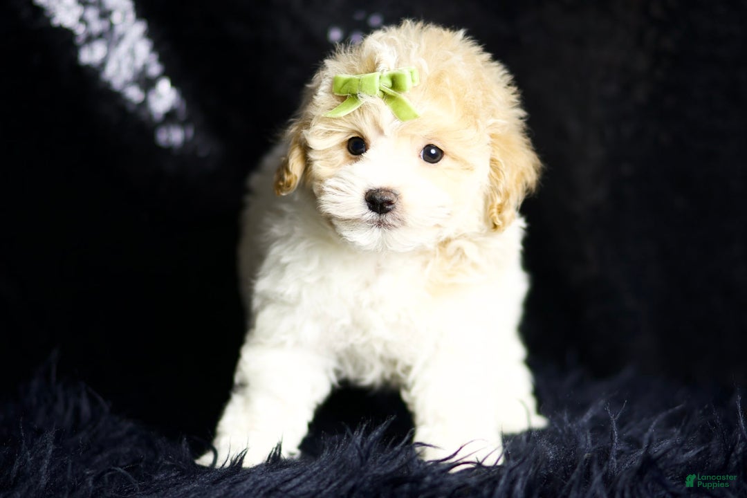 Maltipoo dogs for sale: Habibi - Image 4