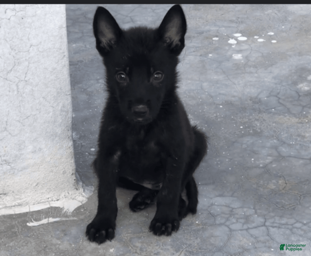 Belgian Malinois dogs for sale: Chucky - Image 4
