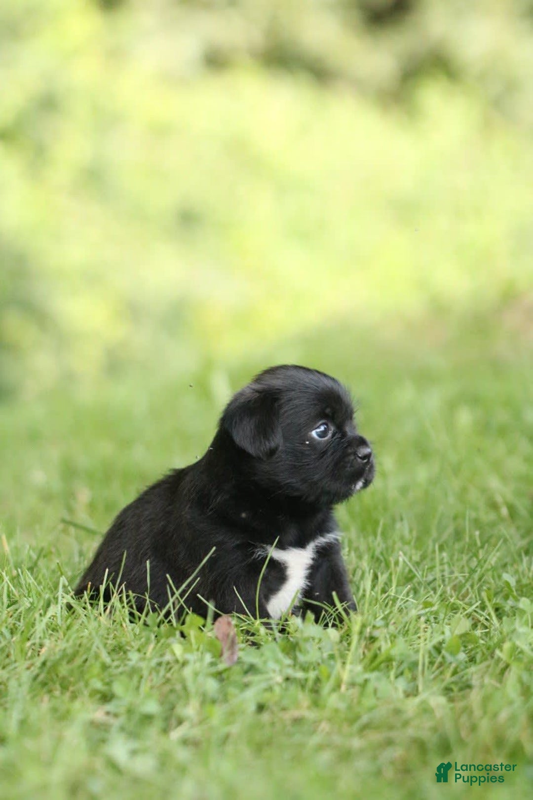 Shih Tzu dogs for sale: Max - Image 5